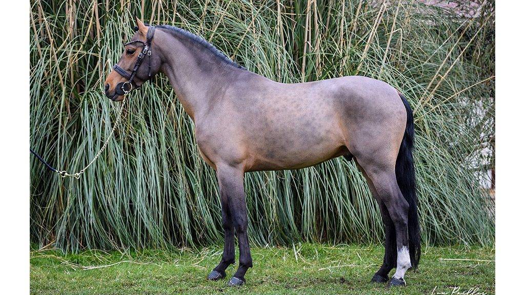 Caballo castrado Poni de Silla Belga En venta 2016 Bayo