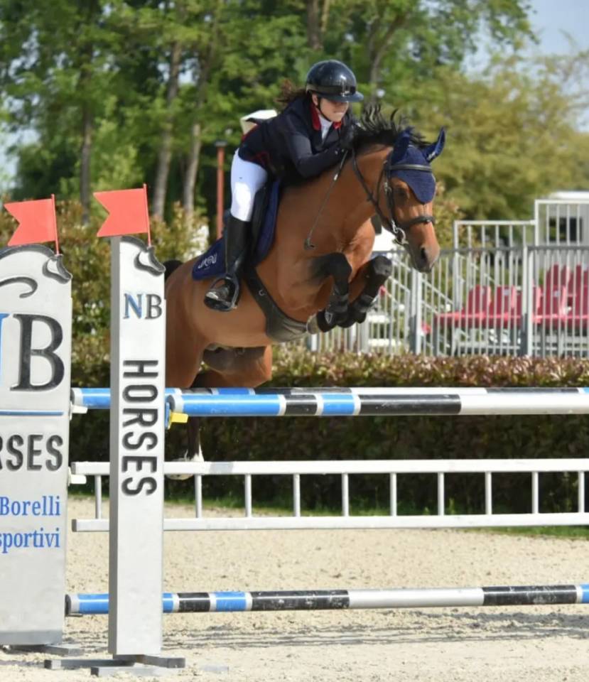 Caballo castrado Poni de Silla Belga En venta 2016 Bayo