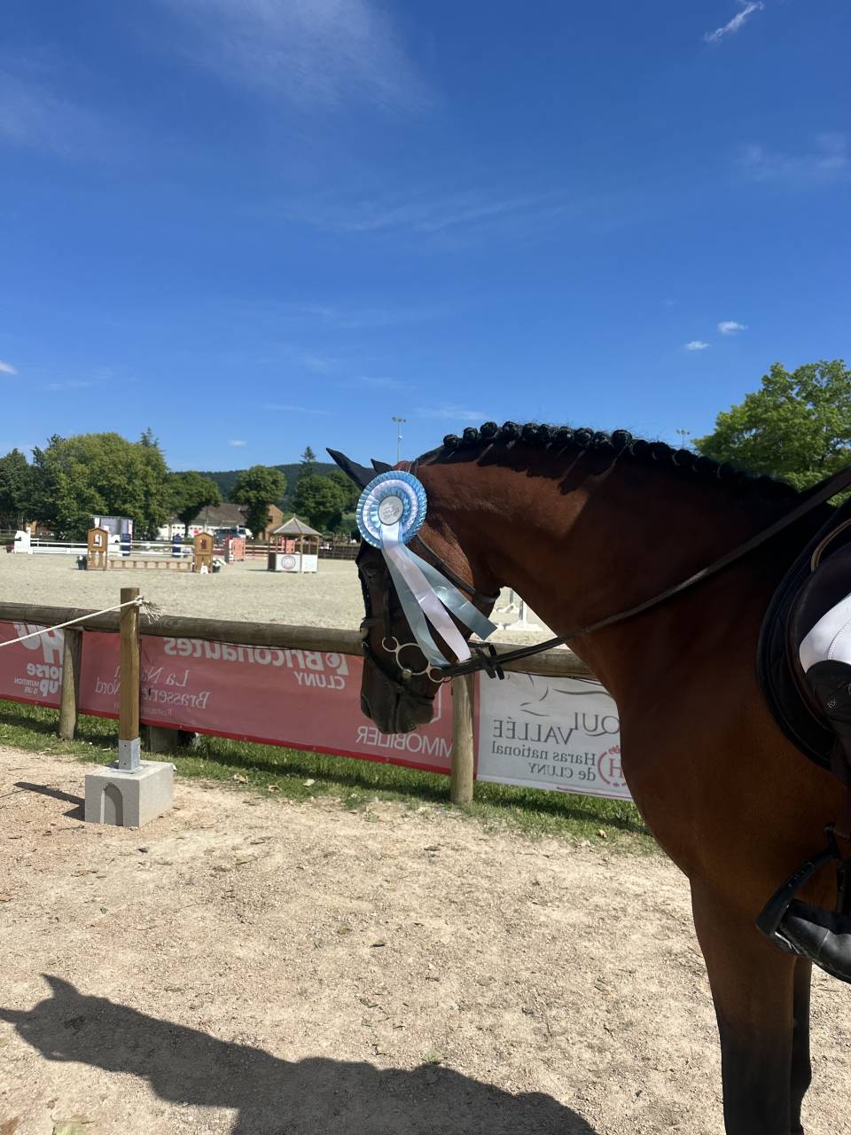 Caballo castrado Poni de Silla Belga En venta 2016 Bayo