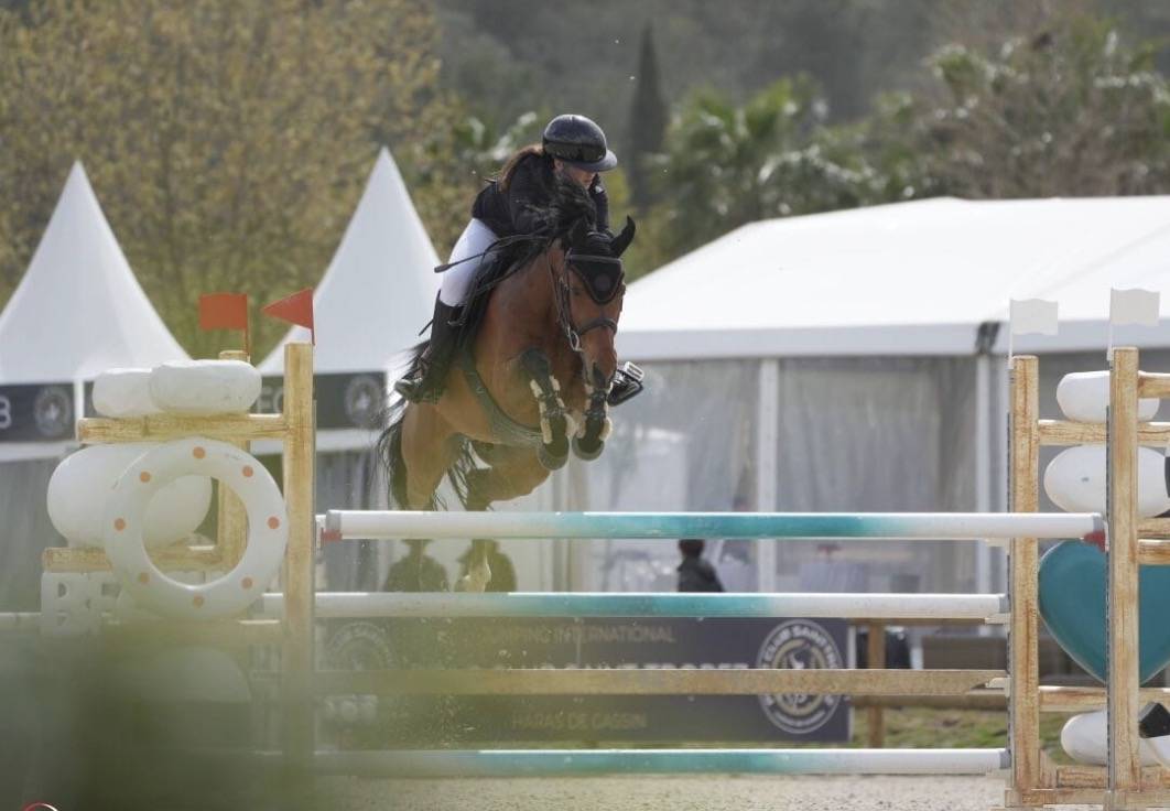 Caballo castrado Poni de Silla Belga En venta 2016 Bayo