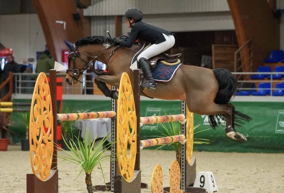 Caballo castrado Poni de Silla Belga En venta 2016 Bayo