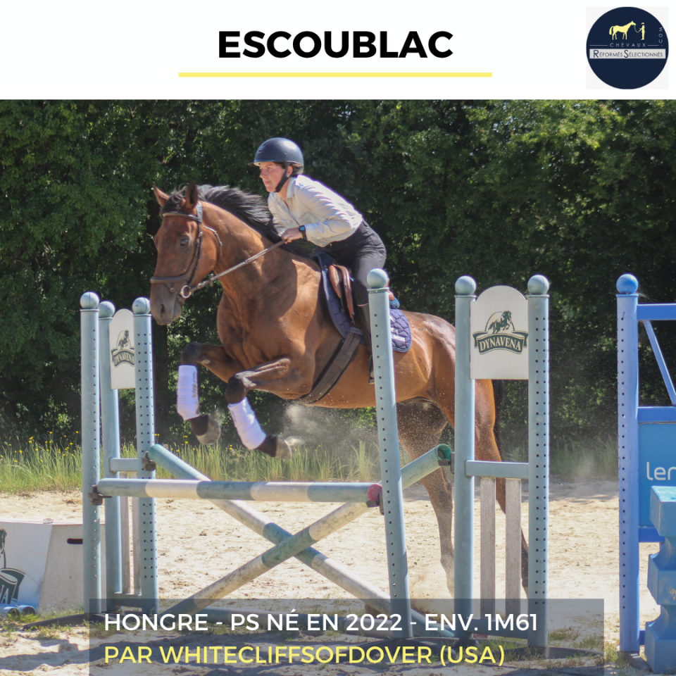 Caballo castrado Pura Sangre En venta 2022 Bayo por Whitecliffsofdover