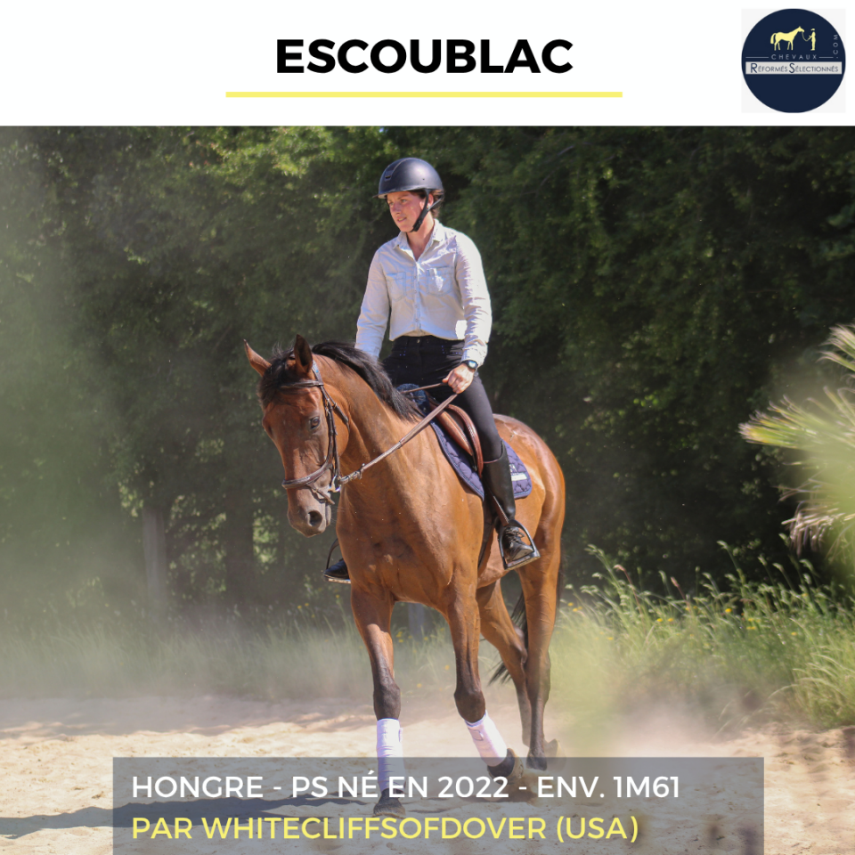 Caballo castrado Pura Sangre En venta 2022 Bayo por Whitecliffsofdover