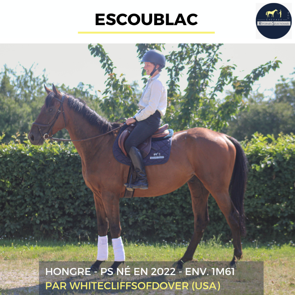Caballo castrado Pura Sangre En venta 2022 Bayo por Whitecliffsofdover