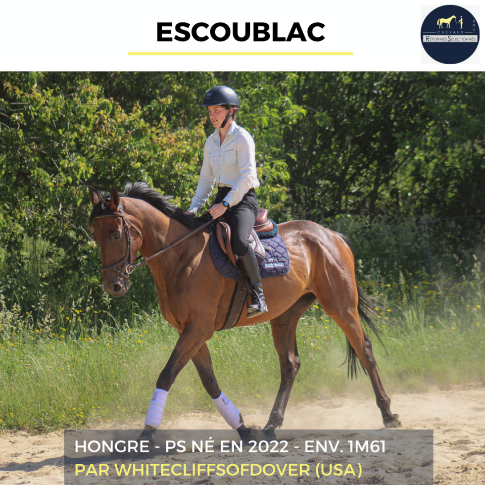 Caballo castrado Pura Sangre En venta 2022 Bayo por Whitecliffsofdover