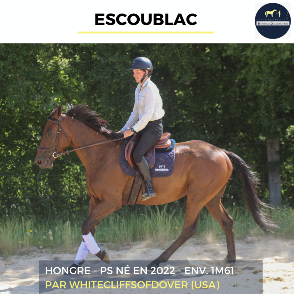 Caballo castrado Pura Sangre En venta 2022 Bayo por Whitecliffsofdover