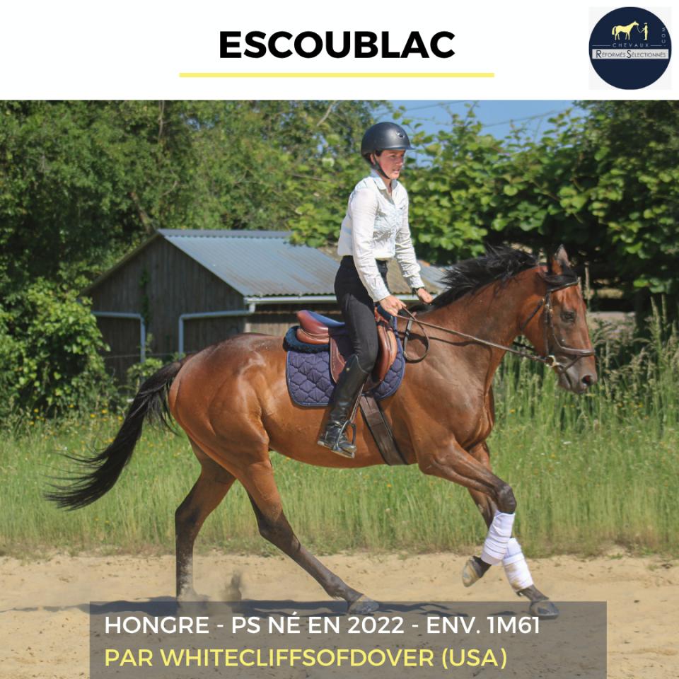 Caballo castrado Pura Sangre En venta 2022 Bayo por Whitecliffsofdover