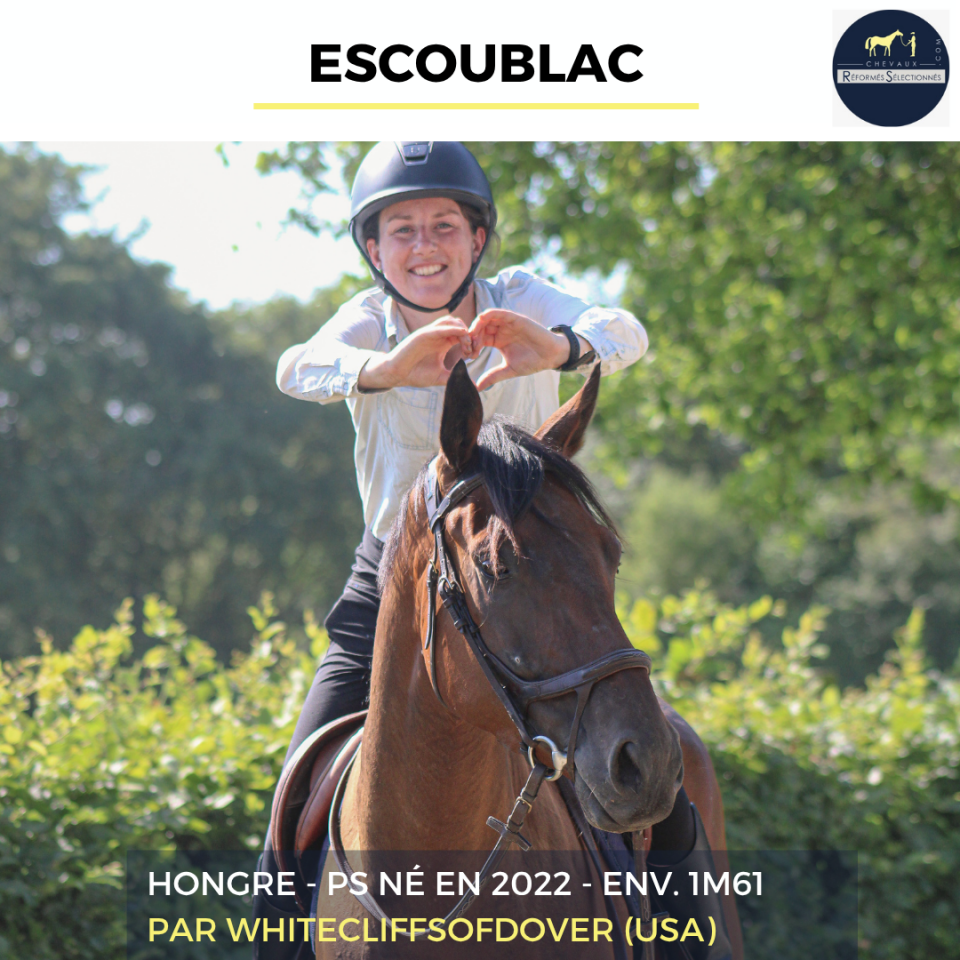Caballo castrado Pura Sangre En venta 2022 Bayo por Whitecliffsofdover