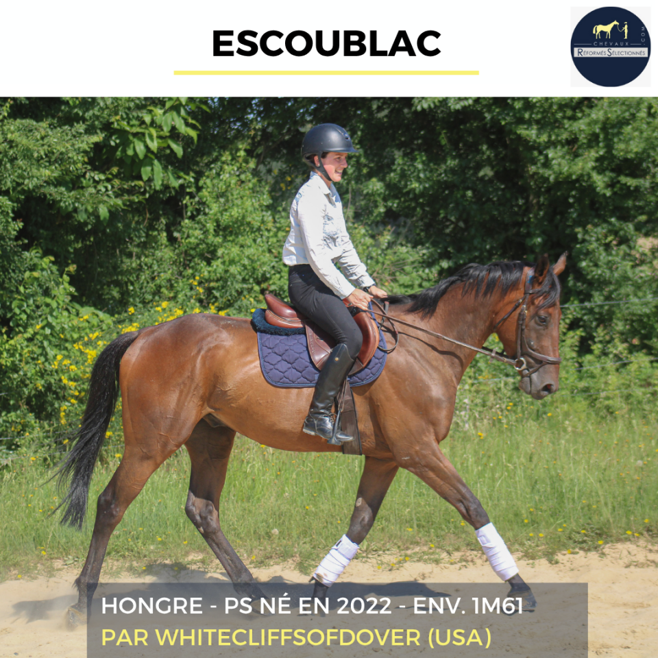 Caballo castrado Pura Sangre En venta 2022 Bayo por Whitecliffsofdover