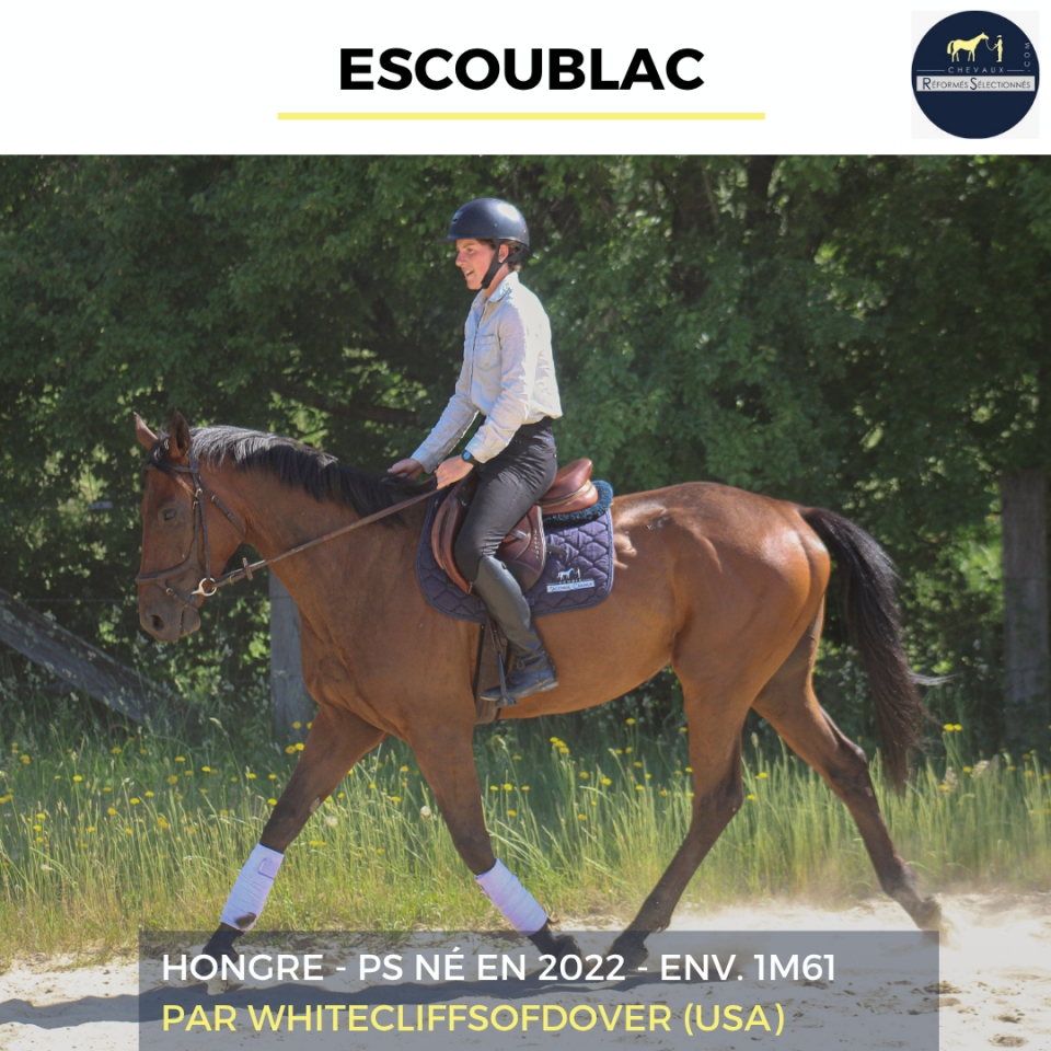 Caballo castrado Pura Sangre En venta 2022 Bayo por Whitecliffsofdover