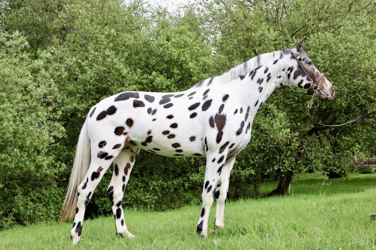 cubriciones appaloosa KWPN de salto