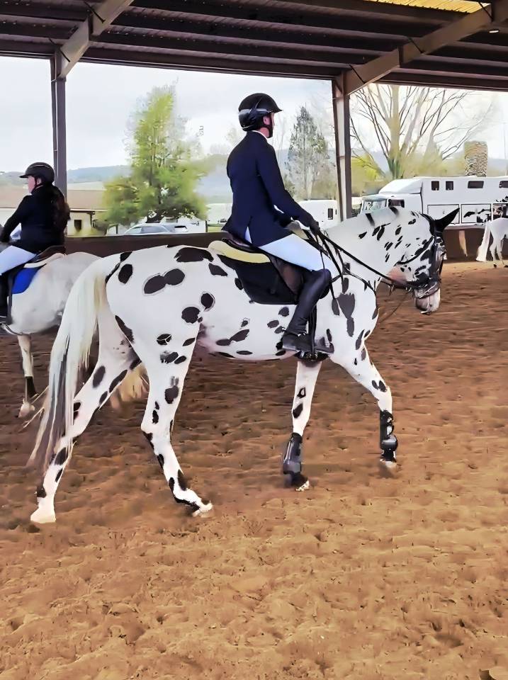 cubriciones appaloosa KWPN de salto