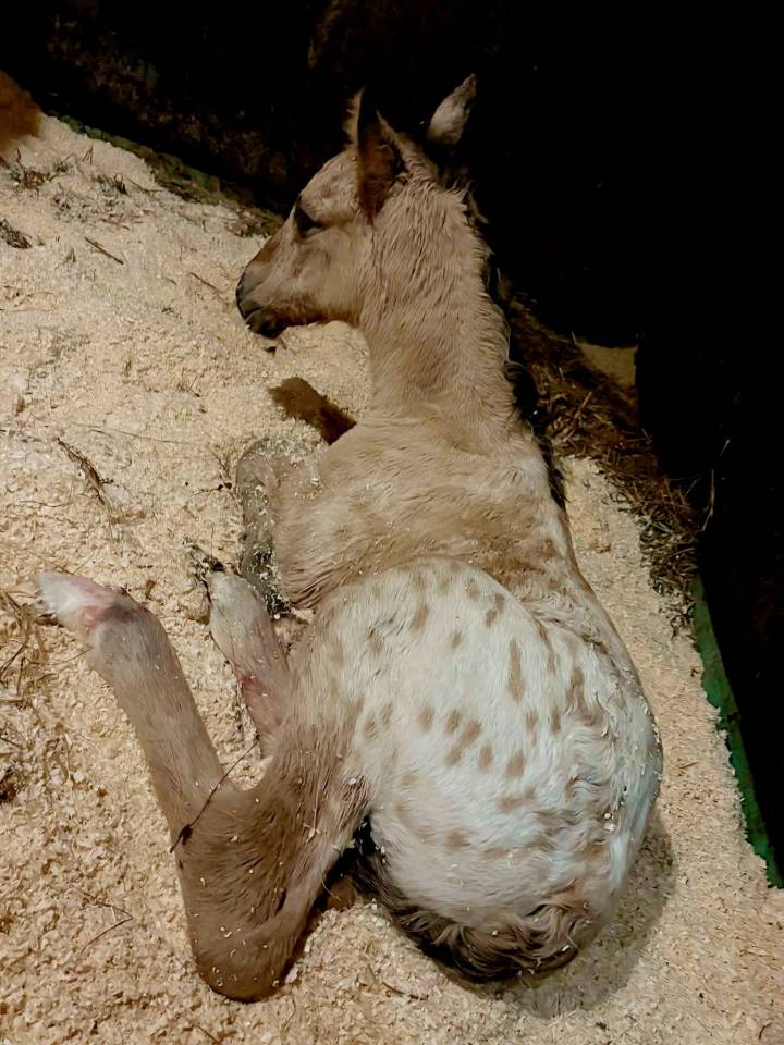 cubriciones appaloosa KWPN de salto