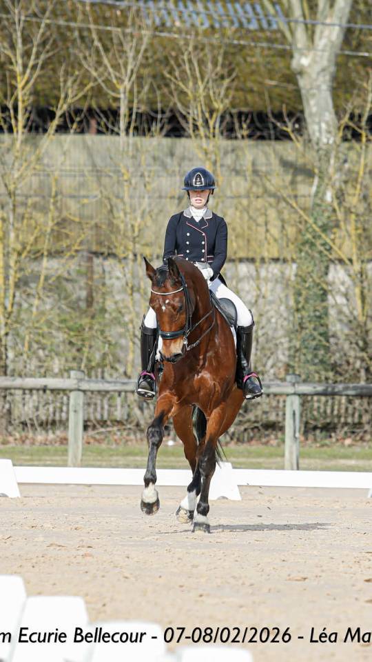 Caballo castrado BWP Caballo de Sangre Belga En venta 2011 Bayo