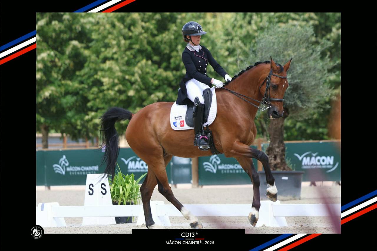 Caballo castrado BWP Caballo de Sangre Belga En venta 2011 Bayo