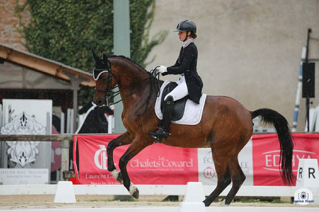 Caballo castrado BWP Caballo de Sangre Belga En venta 2011 Bayo