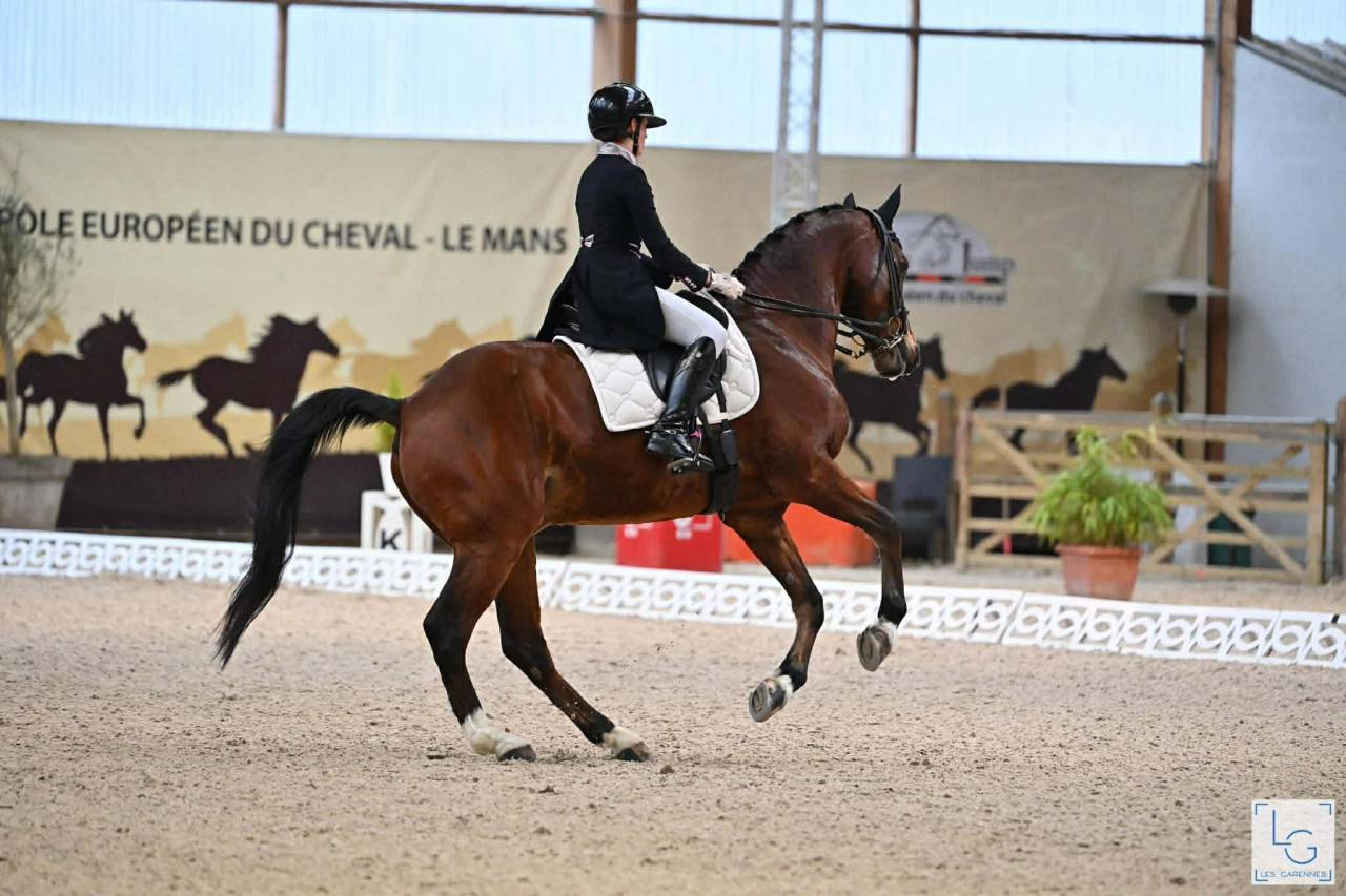 Caballo castrado BWP Caballo de Sangre Belga En venta 2011 Bayo