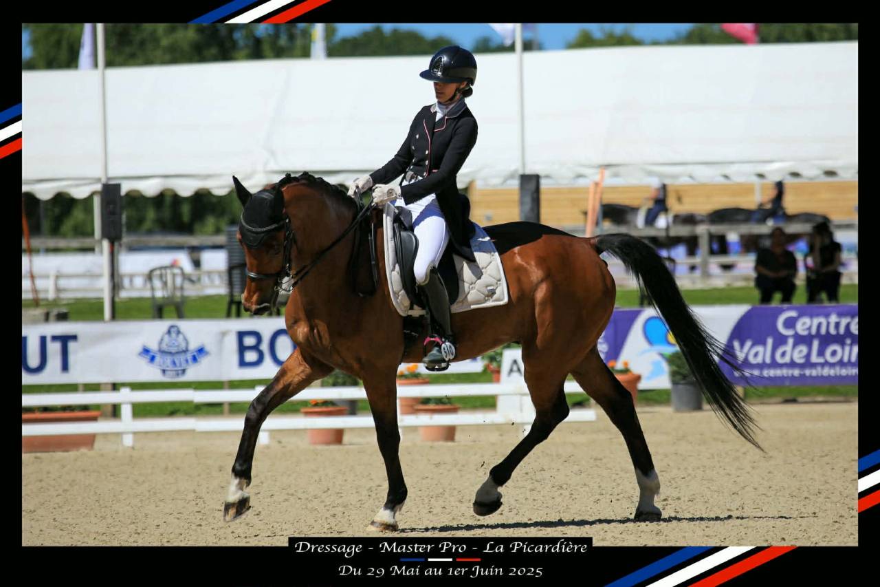 Caballo castrado BWP Caballo de Sangre Belga En venta 2011 Bayo