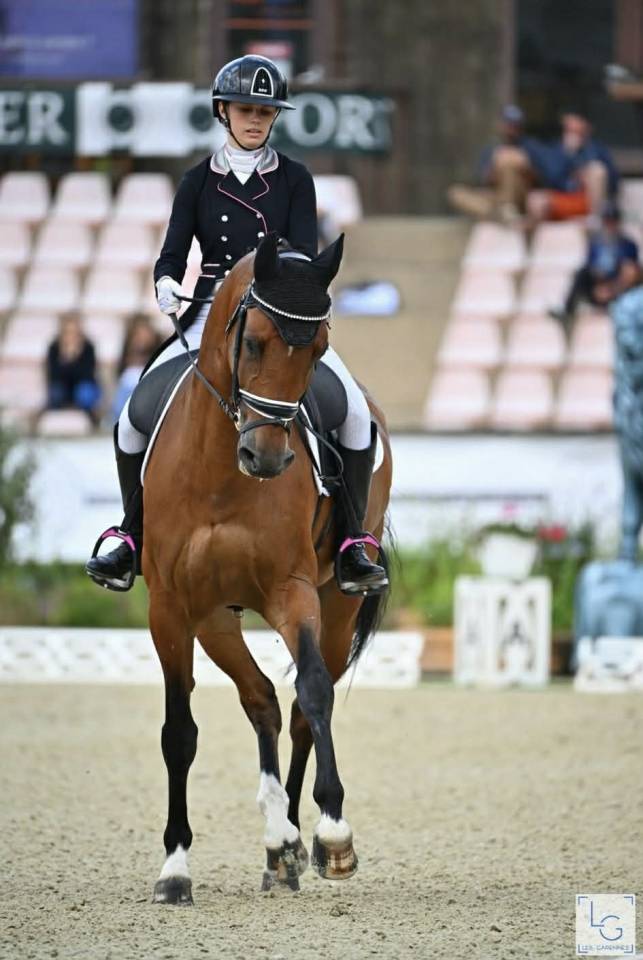 Caballo castrado BWP Caballo de Sangre Belga En venta 2011 Bayo