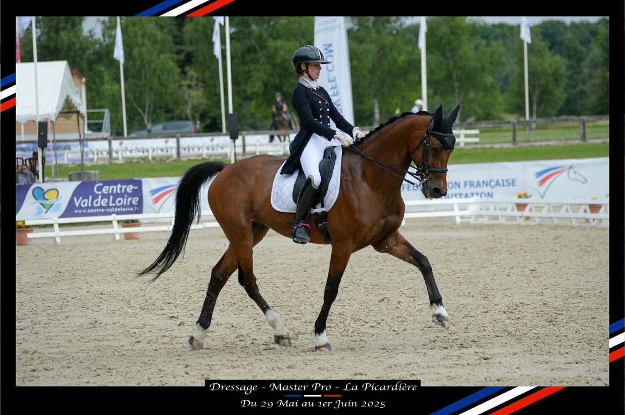 Caballo castrado BWP Caballo de Sangre Belga En venta 2011 Bayo