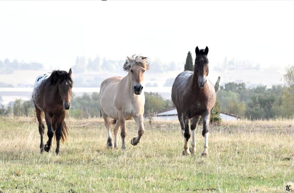 Monitor de equitaci&oacute;n - No asalariado Medio tiempo - Alto Garona Francia