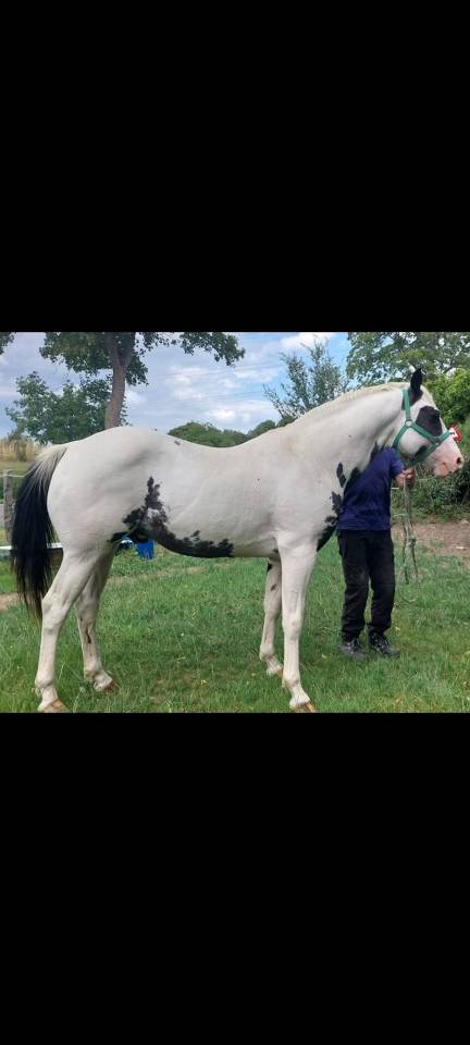 Potro Raza de Caballos Desconocida En venta 2026 P&iacute;o