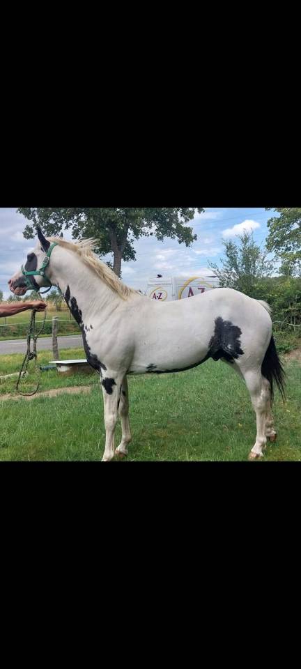 Potro Raza de Caballos Desconocida En venta 2026 P&iacute;o