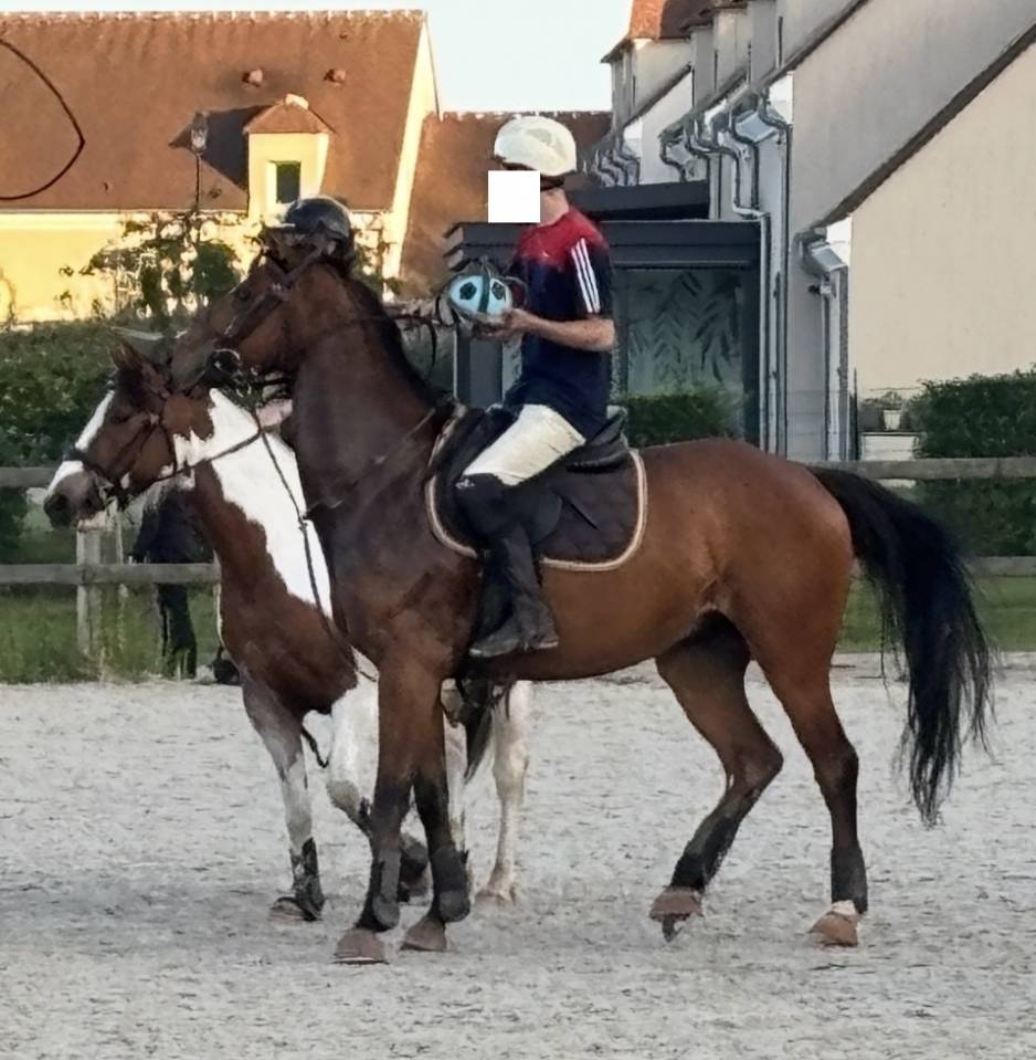 Caballo castrado Pura Sangre En venta 2021 Bayo por LAW DEPUTY (IE), PS