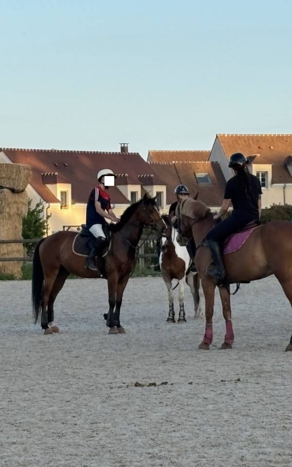 Caballo castrado Pura Sangre En venta 2021 Bayo por LAW DEPUTY (IE), PS
