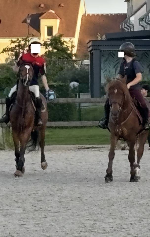 Caballo castrado Pura Sangre En venta 2021 Bayo por LAW DEPUTY (IE), PS