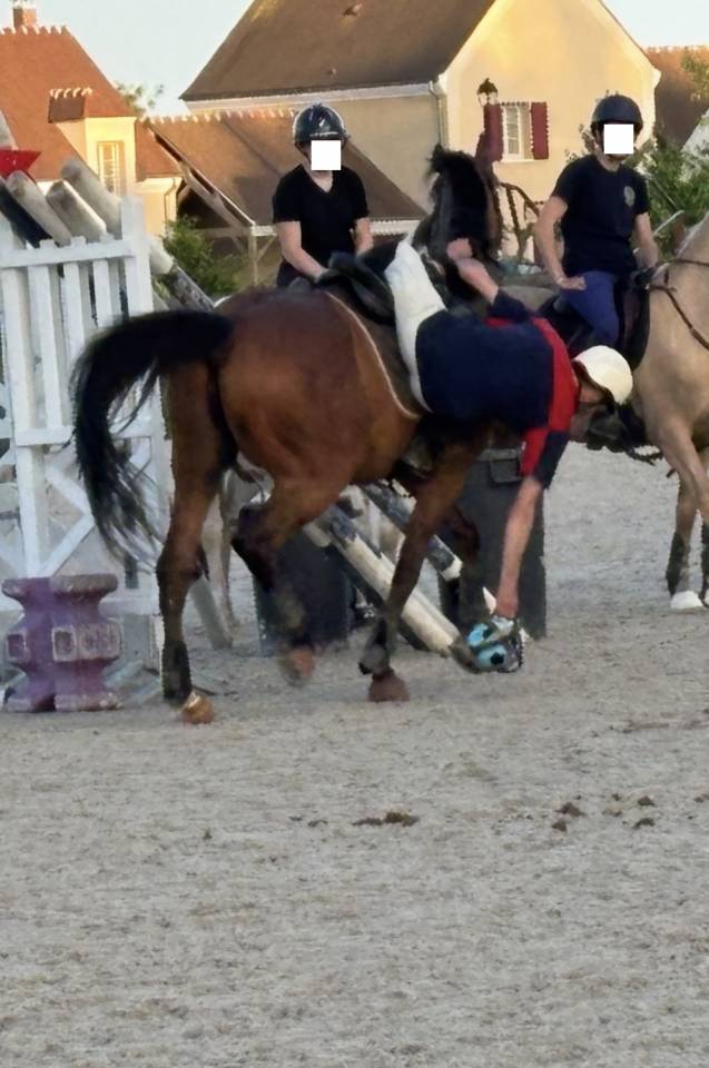 Caballo castrado Pura Sangre En venta 2021 Bayo por LAW DEPUTY (IE), PS