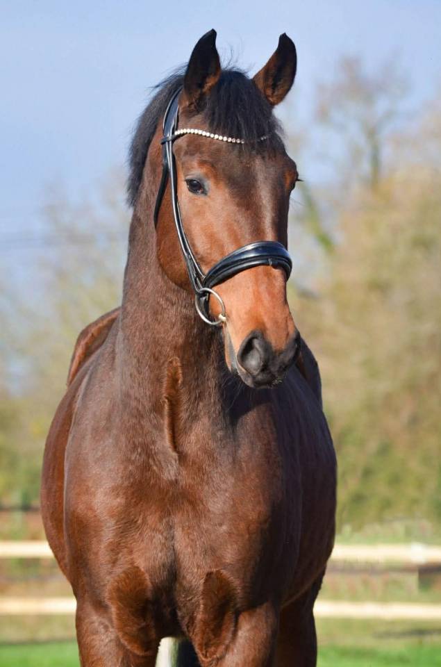 Caballo castrado KWPN Caballo de Deporte Neerland&eacute;s En venta 2022 Bayo