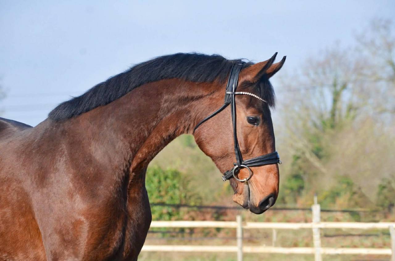 Caballo castrado KWPN Caballo de Deporte Neerland&eacute;s En venta 2022 Bayo