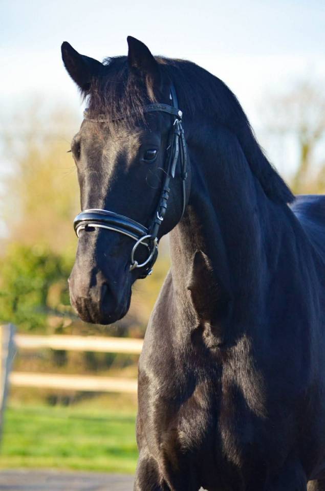 Yegua KWPN Caballo de Deporte Neerland&eacute;s En venta 2022 Negro