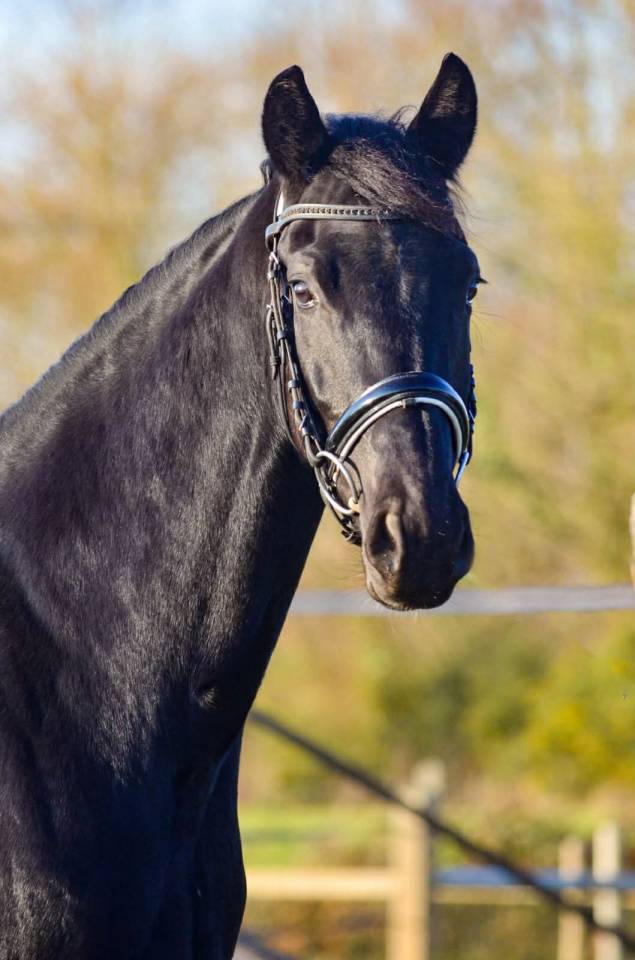 Yegua KWPN Caballo de Deporte Neerland&eacute;s En venta 2022 Negro