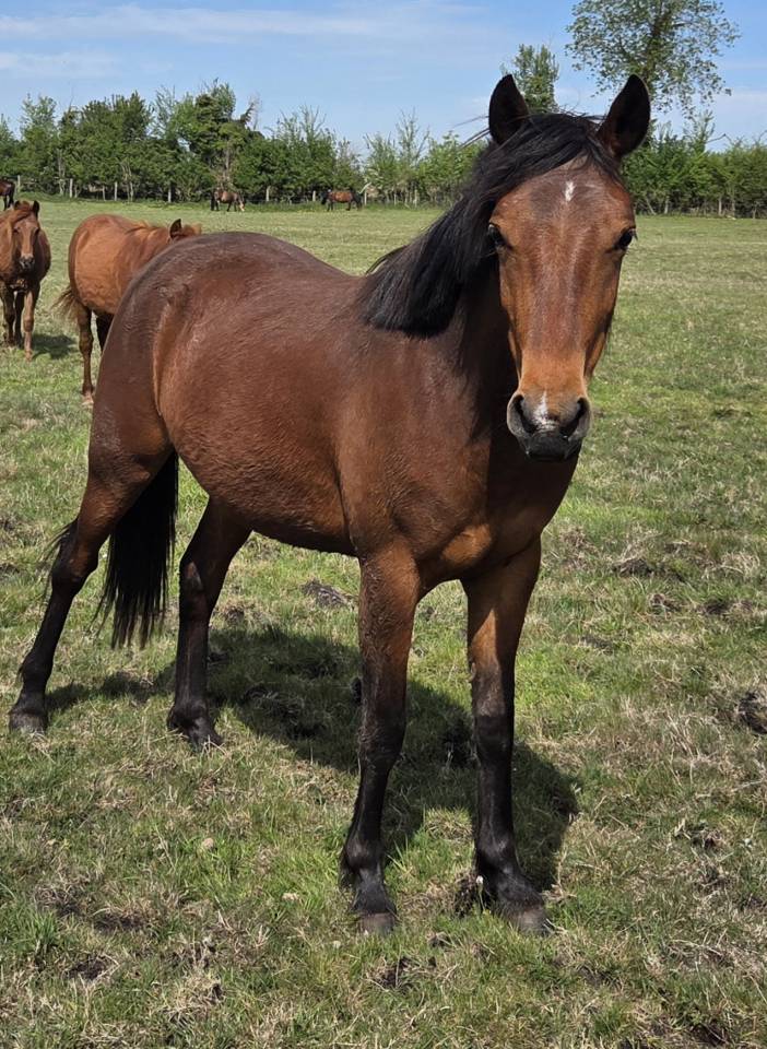 Yegua New Forest En venta 2024 Bayo por L'ancelot du m&eacute;nage