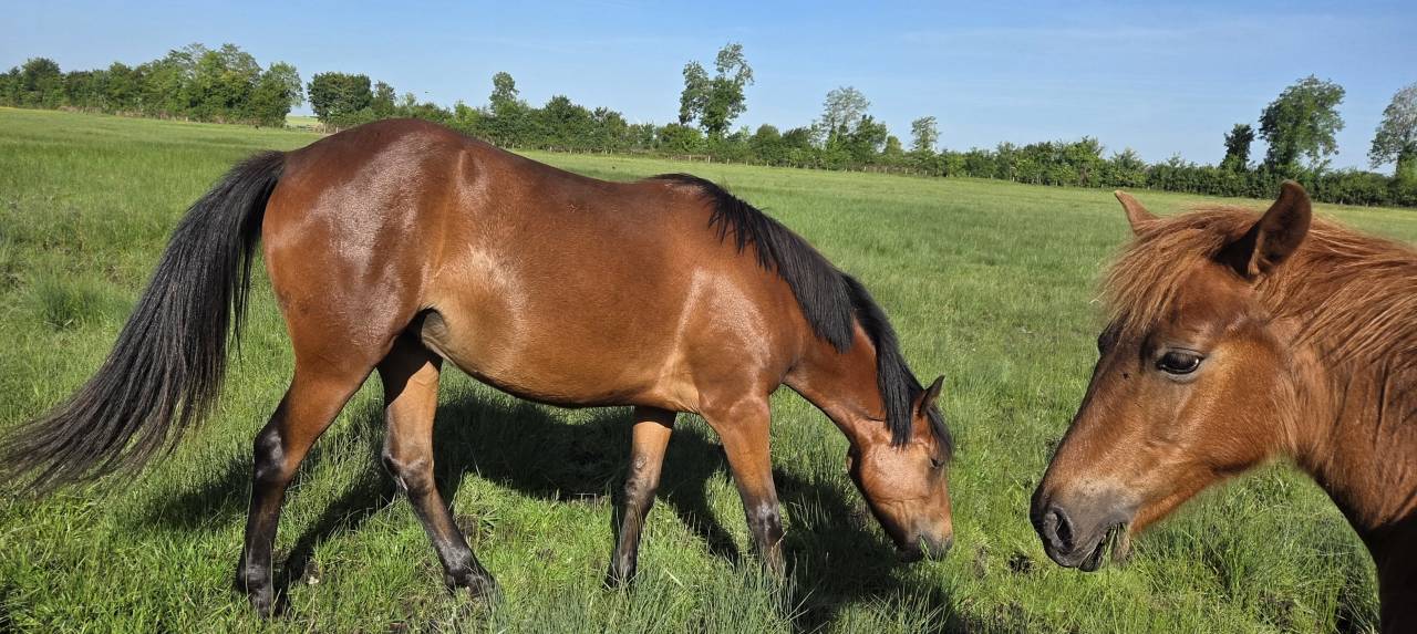 Yegua New Forest En venta 2024 Bayo por L'ancelot du m&eacute;nage