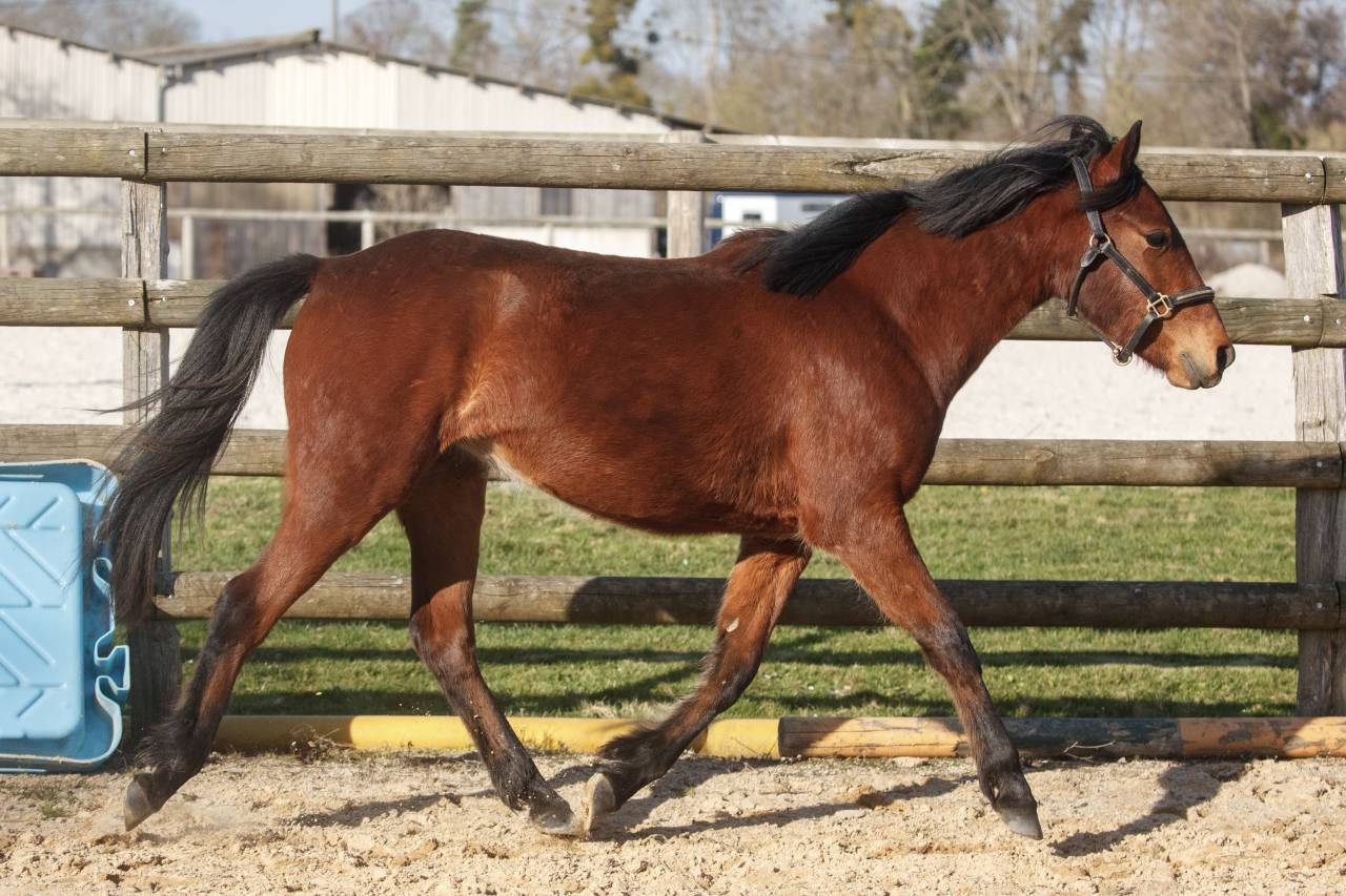 Yegua New Forest En venta 2024 Bayo por L'ancelot du m&eacute;nage