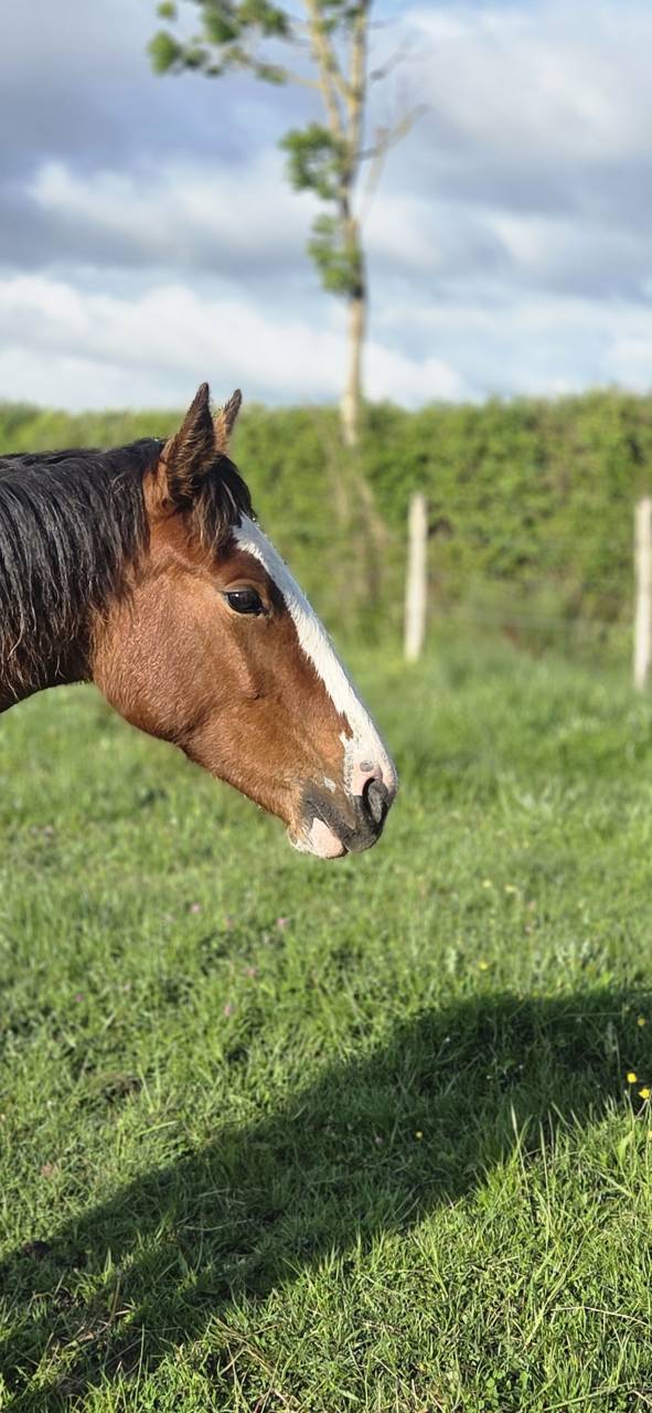 Yegua Silla Franc&eacute;s En venta 2025 Bayo por Kilimandjaro Semilly