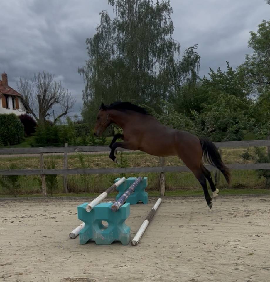 Caballo castrado PFS Poni Fran&ccedil;&eacute;s de Silla En venta 2024 Bayo por Jogry d&rsquo;Odival