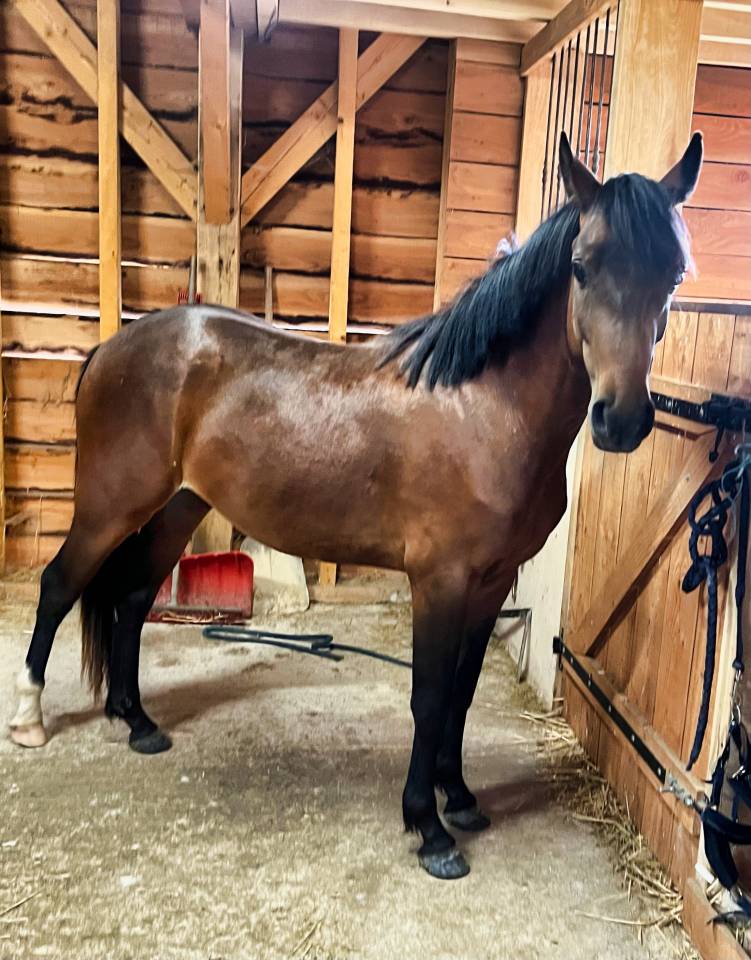 Caballo castrado PFS Poni Fran&ccedil;&eacute;s de Silla En venta 2024 Bayo por Jogry d&rsquo;Odival