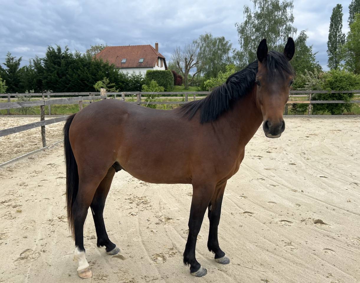 Caballo castrado PFS Poni Fran&ccedil;&eacute;s de Silla En venta 2024 Bayo por Jogry d&rsquo;Odival