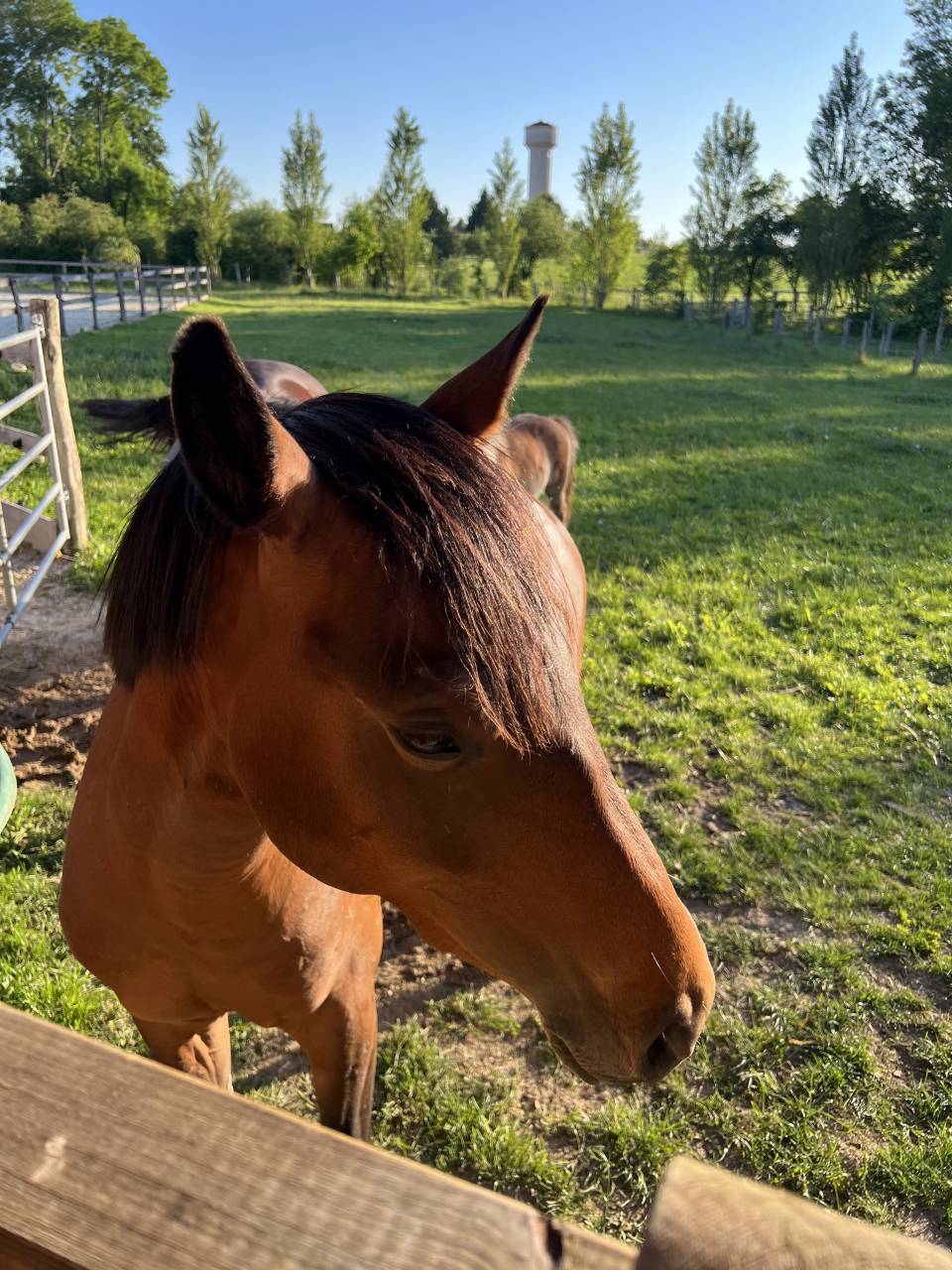 Caballo castrado PFS Poni Fran&ccedil;&eacute;s de Silla En venta 2024 Bayo por Jogry d&rsquo;Odival