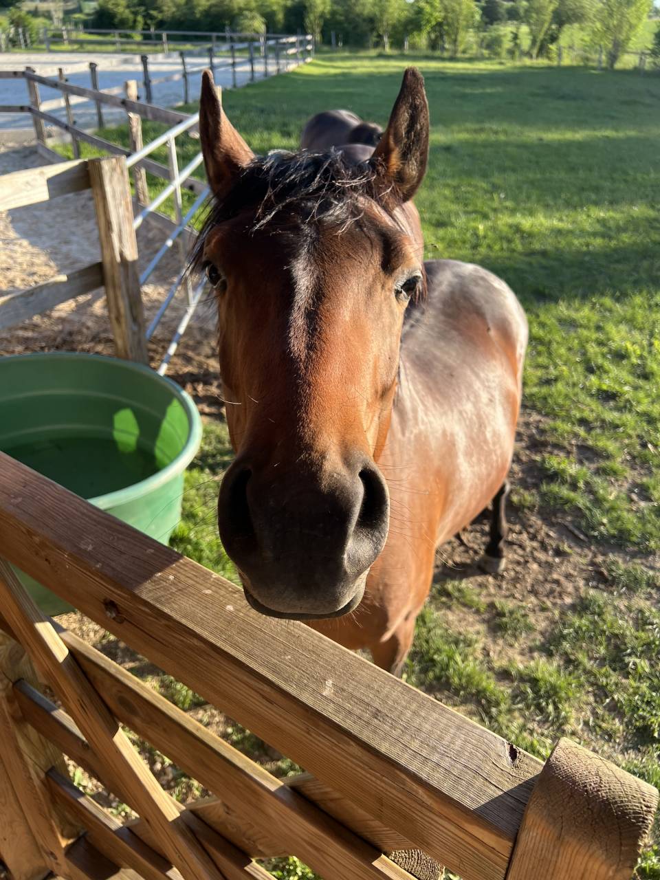 Caballo castrado PFS Poni Fran&ccedil;&eacute;s de Silla En venta 2024 Bayo por Jogry d&rsquo;Odival