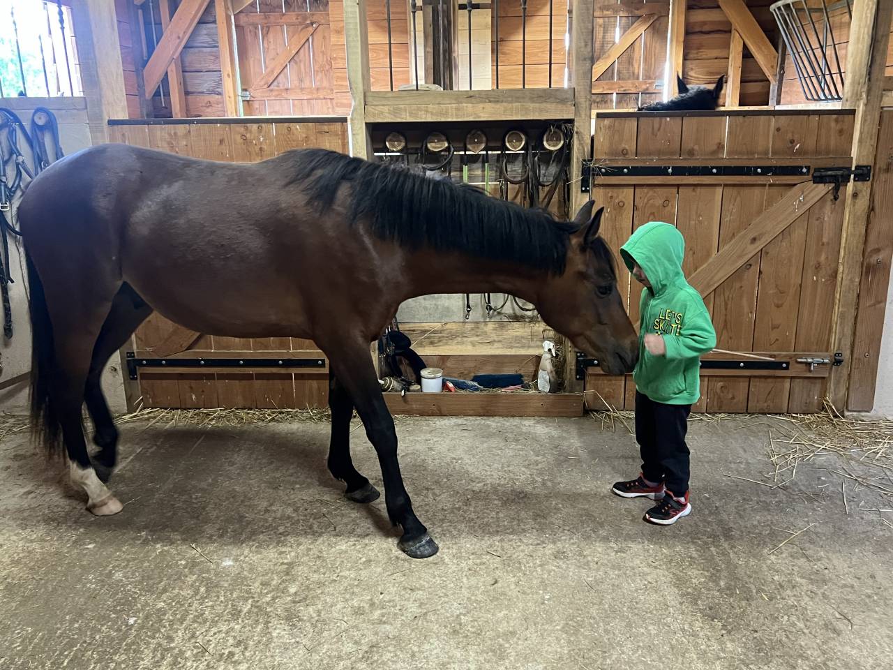 Caballo castrado PFS Poni Fran&ccedil;&eacute;s de Silla En venta 2024 Bayo por Jogry d&rsquo;Odival