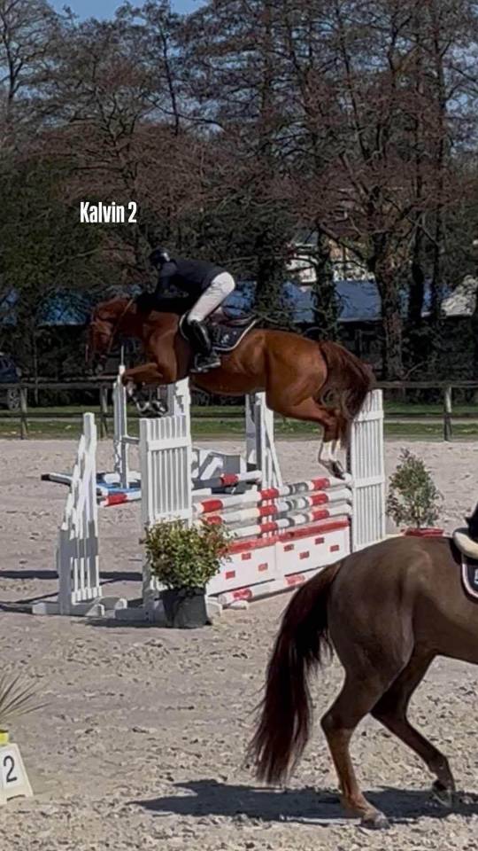 Caballo castrado Silla Franc&eacute;s En venta 2020 Alaz&aacute;n