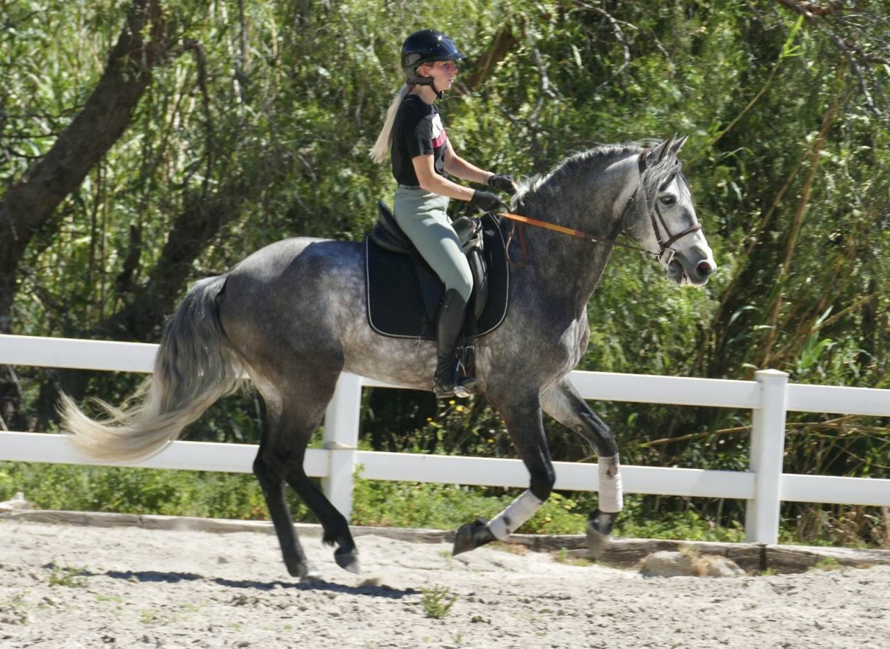 Caballo castrado PRE Pura Raza Espa&ntilde;ola En venta 2020 Tordo