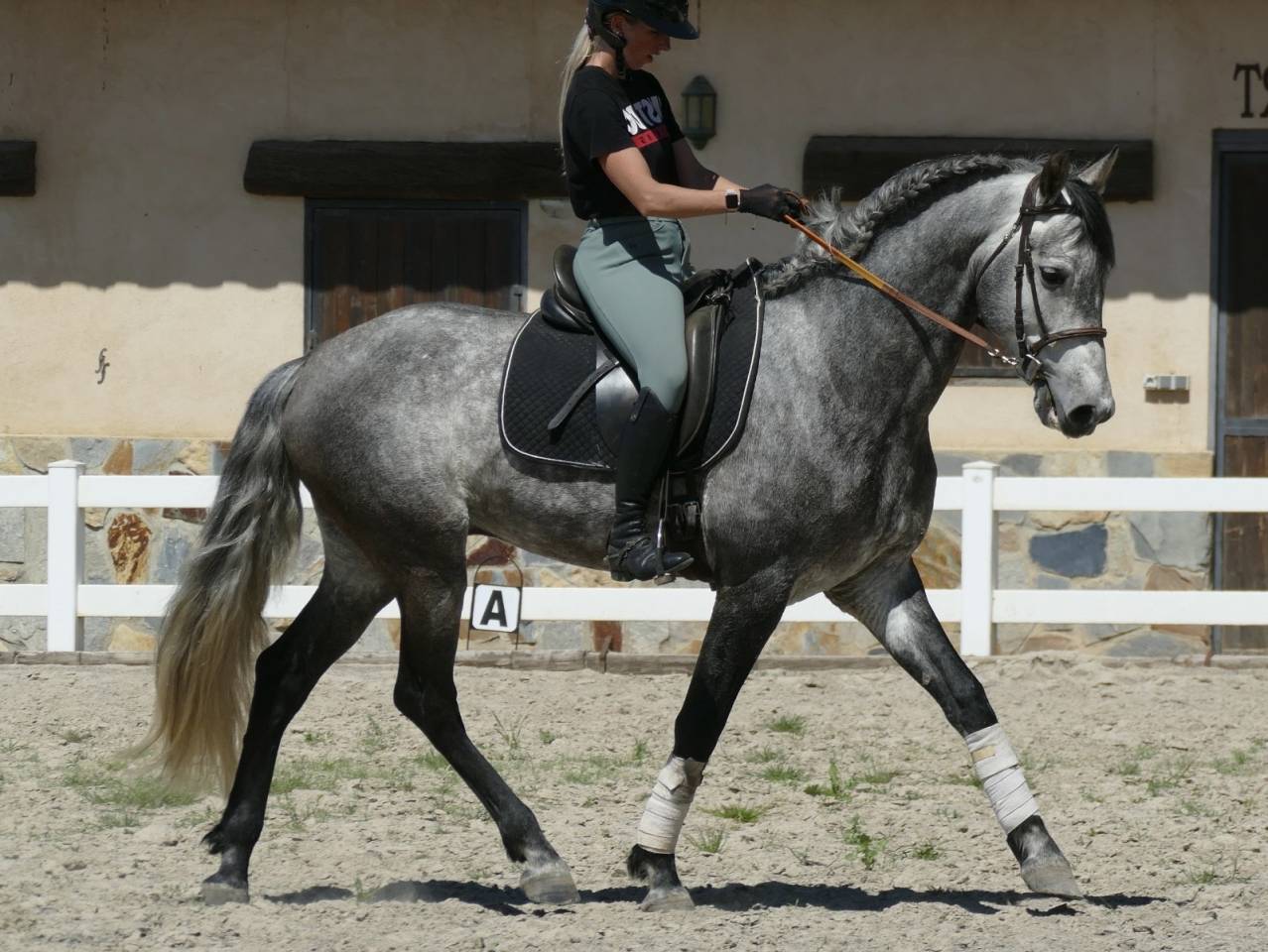 Caballo castrado PRE Pura Raza Espa&ntilde;ola En venta 2020 Tordo