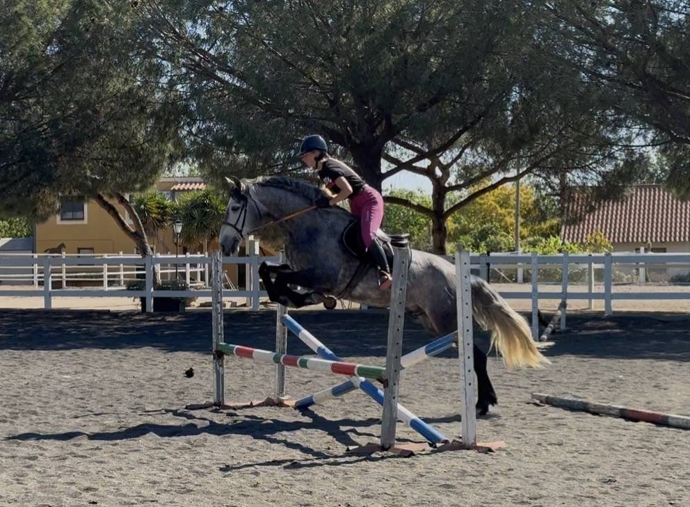 Caballo castrado PRE Pura Raza Espa&ntilde;ola En venta 2020 Tordo