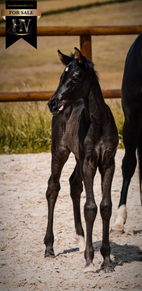 Potranca KWPN Caballo de Deporte Neerland&eacute;s En venta 2026 Negro por Perfect